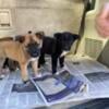 German shepherd lab mixes