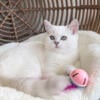 Adorable and loving British shorthair and longhair kittens 