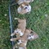 Olde English Bulldog Puppies ready now