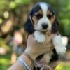 Beagle puppies for sale