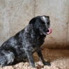 Beautiful Australian Cattle Dog for sale