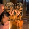 Rottweiler puppies Serbian blood line