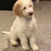 Male f 1B Goldendoodle