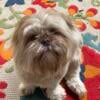 AKC/CKC Shih Tzu Stud