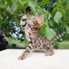 NewElite Bengal kitten from Europe with excellent pedigree, male. NOV Nikolas