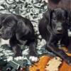 Adorable great danes puppies Only 2 left!