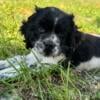 Male cocker spaniel puppy