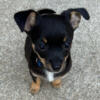 Chihuahua Black Tan and white Super Cute  female Puppy mostly Chihuahua mix