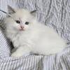 Ragdoll kittens