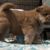 Bay Area Chow Chow Puppies