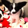 PAPILLON GORGEOUS HAPPY FEMALE