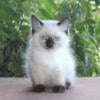 Ragdoll Kitten Kittens Seal Chocolate Point Pointed Colorpoint Male Family Raised For Sale In Florida Tica Purebred