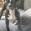 Xl American bully puppies females 