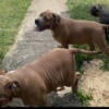 American bully pups shots wormed and ready