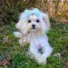 Rare Korean Maltipoo