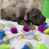 Rare New Breed CANE CORSO X GREAT DANE ITALIAN DANIFF