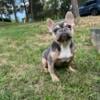 French bulldog female