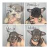 AKC French Bulldogs - Exotic Coats - 2 year health guaranty