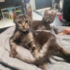 (SOLD) MALE MAINE COON KITTEN