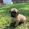 English Mastiff Puppies