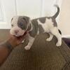 Female xl bully