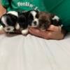 Five Shih Tzu Puppies