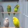 Beautiful English Budgies