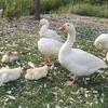 Goslings (Ashtabula County)
