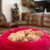 Purebred AKC Golden Retriever Puppy for Sale - Burgundy Collar