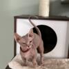 Female Sphynx/Bambino