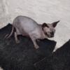 Female sphynx $1000.