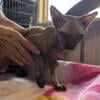 Sphynx cat for sale  12/26/2023  EDNA