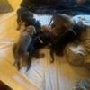 I have for sale 6 bloodhound puppies