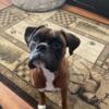 Full AKC Boxer for stud only!