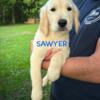 Southeast MI golden retriever puppies!