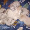 American bully puppies