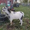 Purebred Nigerian Dwarf buck - $250 Proven