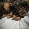 Ckc Yorkshire terrier puppy