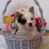 10 week old AKC Yorkshire Terrier Chocolate Parti female girl puppy