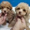 Ckc poodle pups  3 males