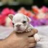 French bulldog and puppies cream platinum