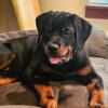 Purebred Female Rottweiler