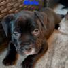 American bullies pocket puppies for sale