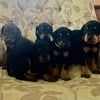 AKC Doberman Puppies for Sale