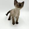 Sphynx, Minskins, Bambinos, Devon Rex kittens and cats available