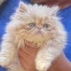 Adult Male Cat For Sale (19) (Includes Breeding Rights) $300