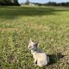 Devon Rex Kitten in North Florida 