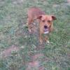 Sweet Hound mix 10 month old female