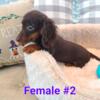 Long haired miniature Dachshunds 