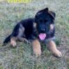 AKC German Shepherd Import Lines